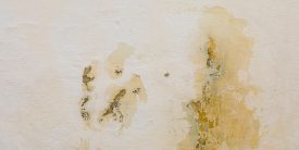 Beginner’s Guide to Mould Remediation in Sunshine Coast BC