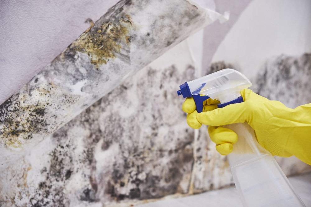 You are currently viewing A Primer on Mould Remediation in Sunshine Coast